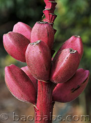 Musa velutina