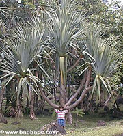 Pandanus utilis