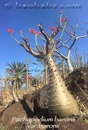 Pachypodium baronii var. baronii