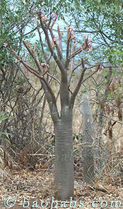 Pachypodium meridionale