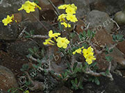 Pachypodium rosulatum var_rosulatum