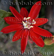 Passiflora coccinea