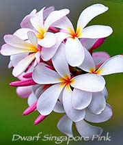 Plumeria rubra DWARF SINGAPORE PINK