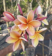 Plumeria rubra INDIA