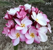 Plumeria rubra KASEM DELIGHT aka 4222