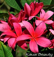 Plumeria rubra KAUAI BEAUTY