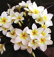 Plumeria rubra KHAO MALEE aka WHITE MALEE