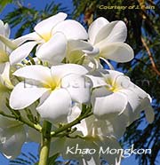 Plumeria rubra KHAO MONGKON