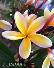 Plumeria rubra LJN188