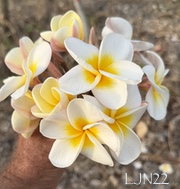 Plumeria rubra LJN22