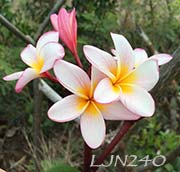 Plumeria rubra LJN240