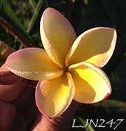 Plumeria rubra LJN247