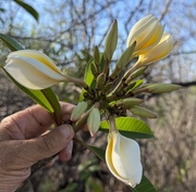 Plumeria rubra LJN467