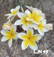 Plumeria rubra LJN49
