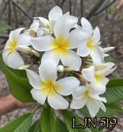 Plumeria rubra LJN519
