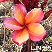 Plumeria rubra LJN543