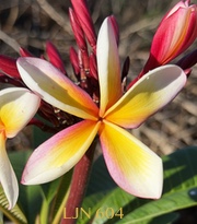 Plumeria rubra LJN604