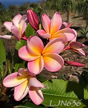 Plumeria rubra LJN636