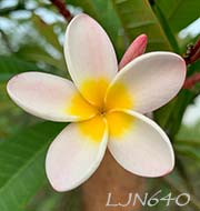 Plumeria rubra LJN640