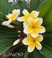 Plumeria rubra LJN650