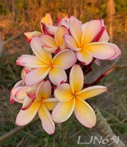 Plumeria rubra LJN651