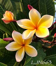 Plumeria rubra LJN663