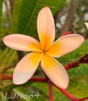 Plumeria rubra LJN664