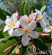 Plumeria rubra LJN671