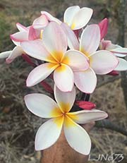 Plumeria rubra LJN673