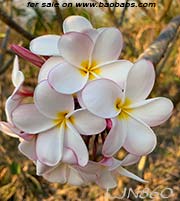 Plumeria rubra LJN860