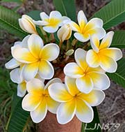 Plumeria rubra LJN879