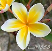 Plumeria rubra LJN888