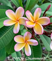 Plumeria rubra LJN906