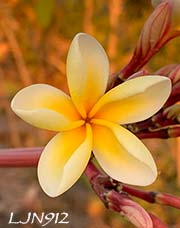 Plumeria rubra LJN912