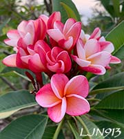 Plumeria rubra LJN913