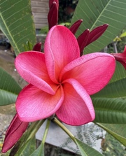 Plumeria rubra LJN957