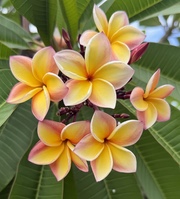 Plumeria rubra LJN958