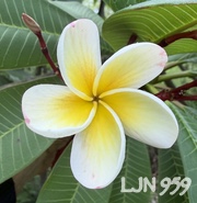 Plumeria rubra LJN959