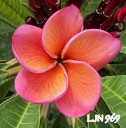 Plumeria rubra LJN969