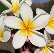 Plumeria rubra LJN997