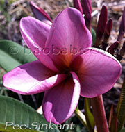 Plumeria rubra MUANG PUANG ROI aka VIOLET QUEEN, MUANG PUANG, MUANG RASHENEE