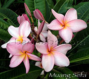 Plumeria rubra MUANG SEFA aka P19*MUANG SEFA