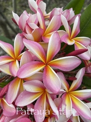 Plumeria rubra PATTAYA STAR