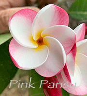 Plumeria rubra PINK PANSY aka JL PINK PANSY