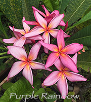 Plumeria rubra PURPLE RAINBOW