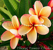 Plumeria rubra THONG TAWEE CHOKE