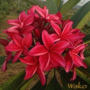 Plumeria rubra WAKO aka P57*YARKOO+H104*WAKO+X*WAH GKOR+B*BLACK RED