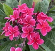 Plumeria rubra J 23