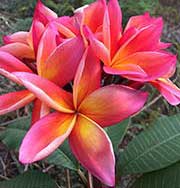 Plumeria rubra JEANNIE MORAGNE