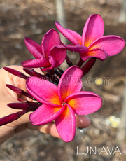 Plumeria rubra LJN AVA